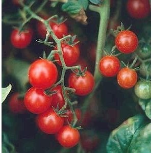 Red Currant Tomato  Lycopersicon pimpinellifolium